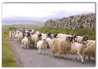 Sheep on the Road Postcards